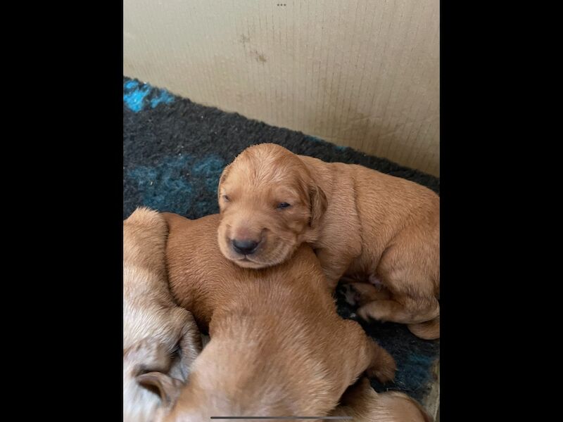Golden Retriever puppies for sale in Haywards Heath, West Sussex – KC registered, 2 weeks old - Image 7 of 13