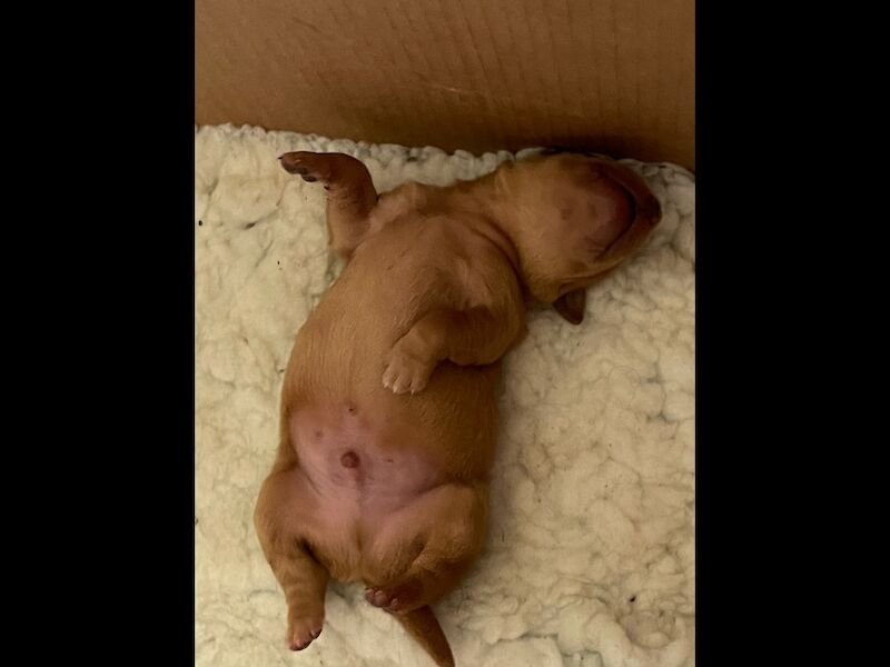 Golden Retriever puppies for sale in Haywards Heath, West Sussex – KC registered, 2 weeks old - Image 8 of 13
