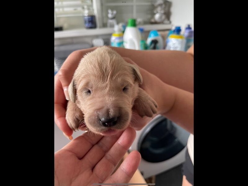 Golden Retriever puppies for sale in Haywards Heath, West Sussex – KC registered, 2 weeks old - Image 10 of 13