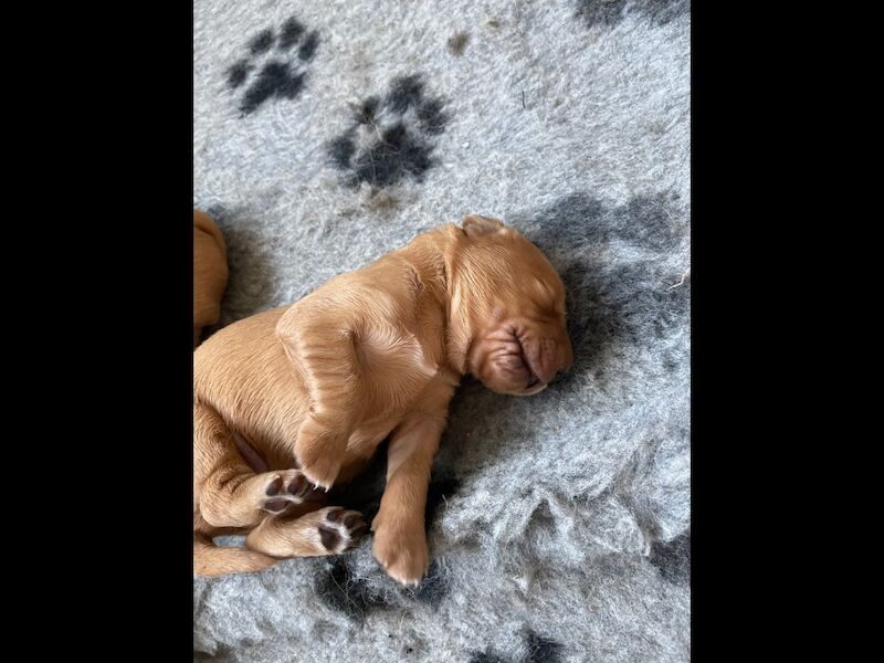 Golden Retriever puppies for sale in Haywards Heath, West Sussex – KC registered, 2 weeks old - Image 11 of 13