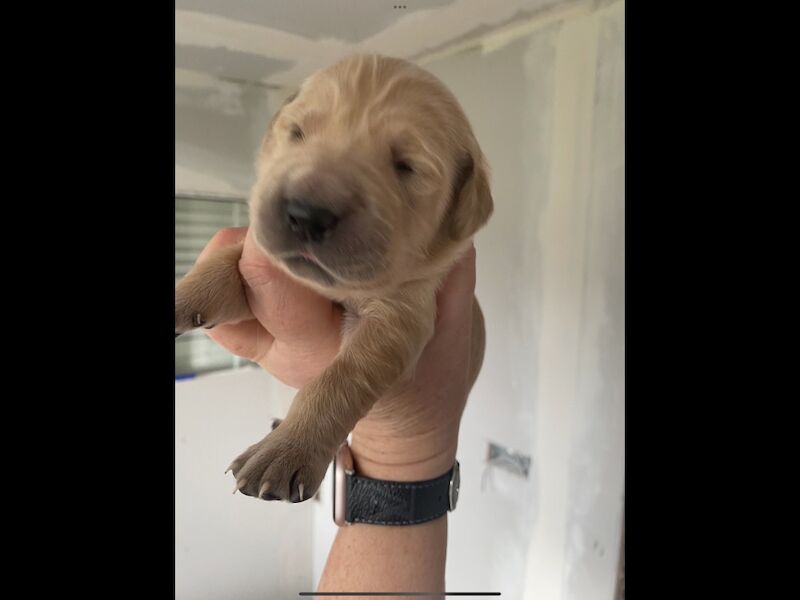Golden Retriever puppies for sale in Haywards Heath, West Sussex – KC registered, 2 weeks old - Image 12 of 13