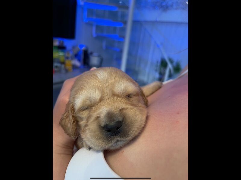 Golden Retriever puppies for sale in Haywards Heath, West Sussex – KC registered, 2 weeks old - Image 13 of 13