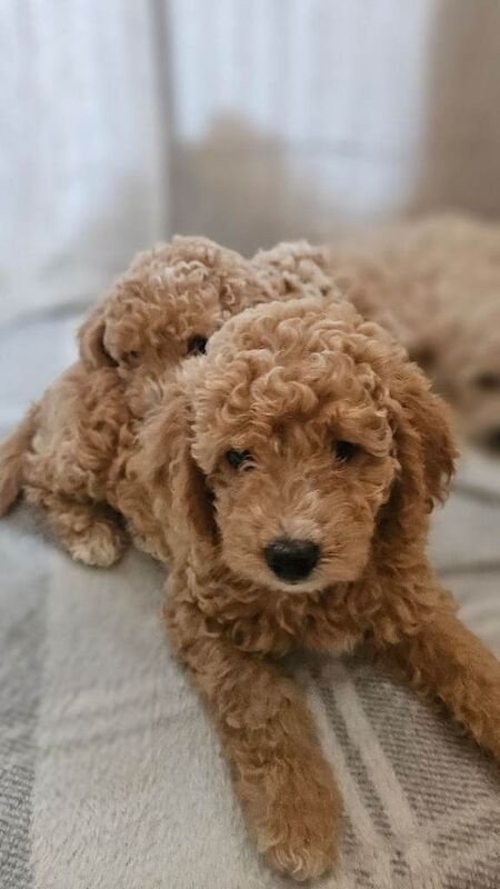 Toy goldendoodles - ready to leave