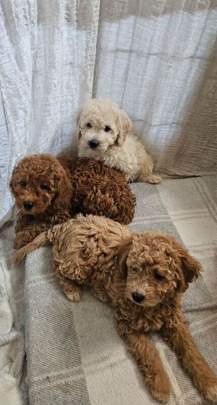 Toy goldendoodles - ready to leave - Image 2 of 6