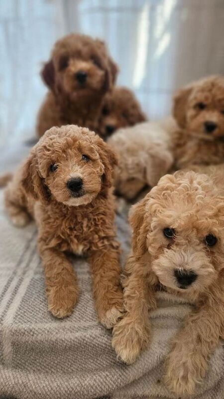 Toy goldendoodles - ready to leave - Image 3 of 6