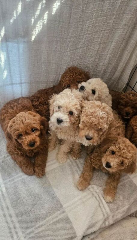 Toy goldendoodles - ready to leave - Image 4 of 6