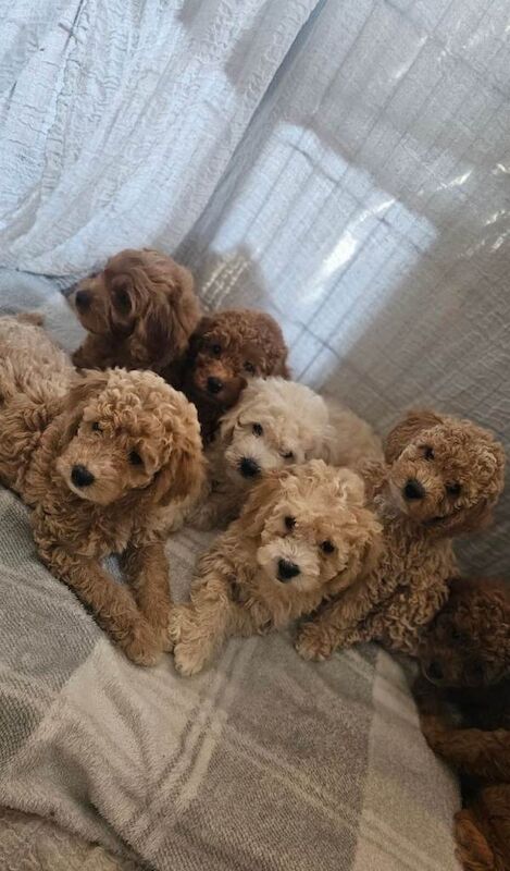 Toy goldendoodles - ready to leave - Image 5 of 6