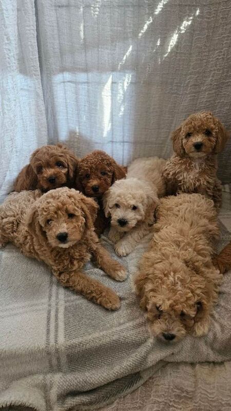 Toy goldendoodles - ready to leave - Image 6 of 6