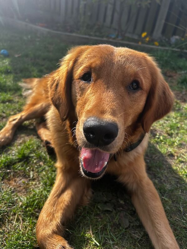 Golden Retriever puppies for sale in Barnsley, South Yorkshire – 1 year old