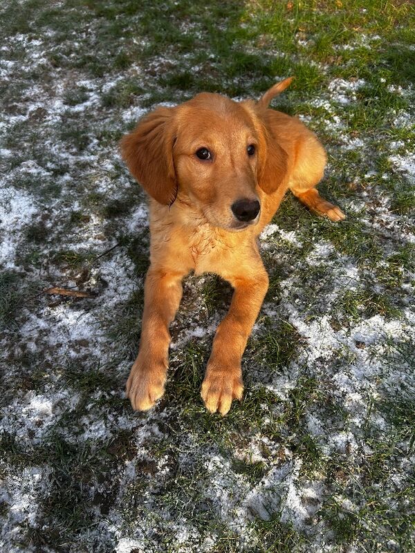 Golden Retriever puppies for sale in Barnsley, South Yorkshire – KC registered, 3 months old - Image 2 of 3