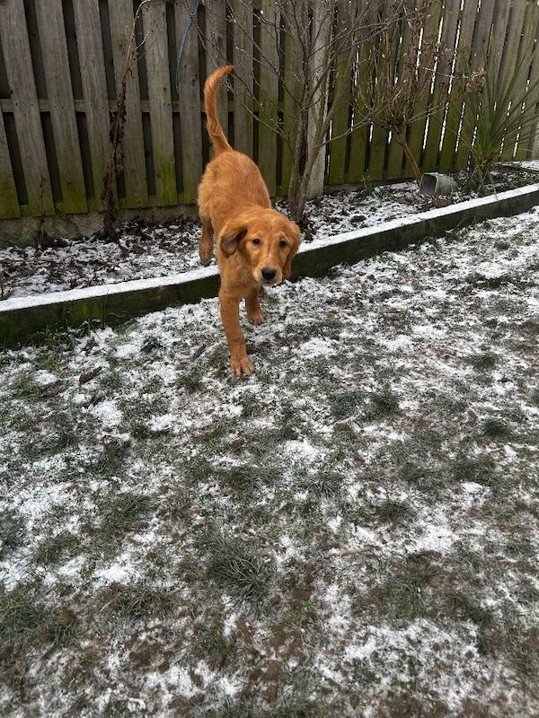 Golden Retriever puppies for sale in Barnsley, South Yorkshire – KC registered, 3 months old - Image 3 of 3