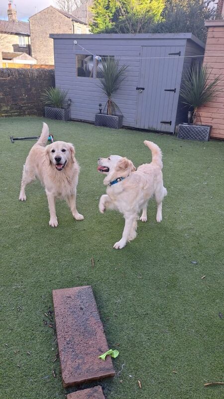 Golden Retriever puppies for sale in Mansfield Woodhouse, Nottinghamshire – 8 months old - Image 1 of 3