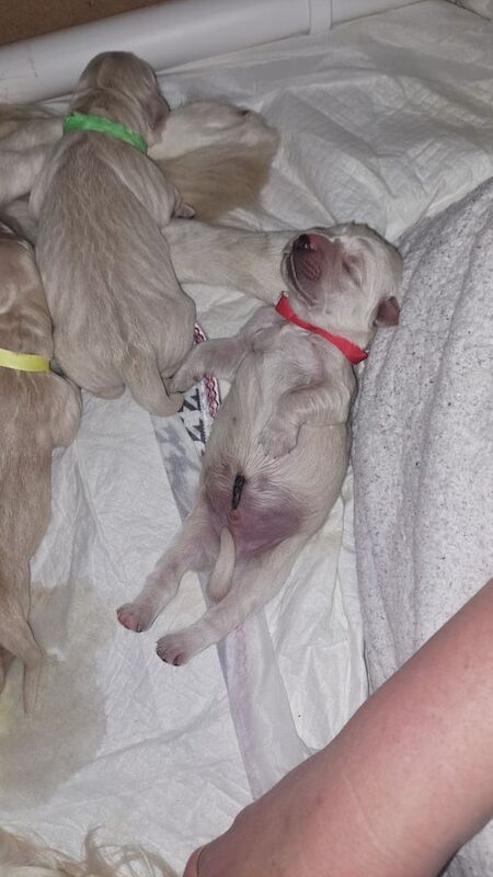 Golden Retriever puppies for sale in Mansfield Woodhouse, Nottinghamshire – 8 months old - Image 3 of 3