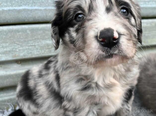Unique Blue Merle Golden Retriever x Border Collie Puppies - Image 2 of 5