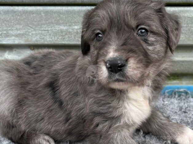 Unique Blue Merle Golden Retriever x Border Collie Puppies - Image 3 of 5
