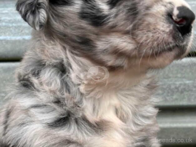 Unique Blue Merle Golden Retriever x Border Collie Puppies - Image 4 of 5