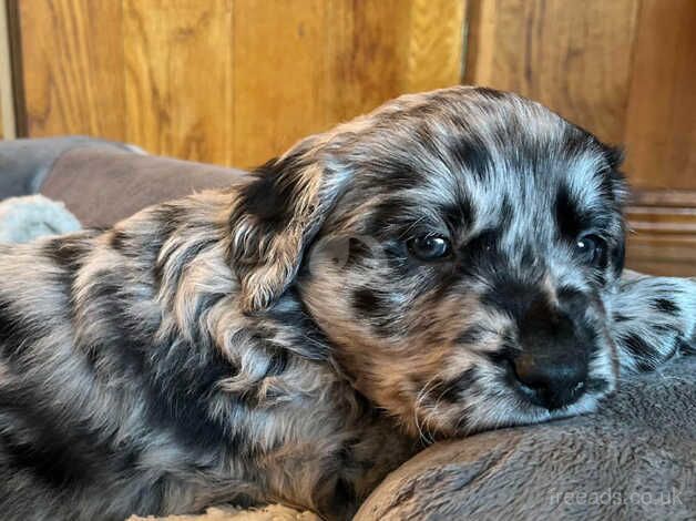 Unique Blue Merle Golden Retriever x Border Collie Puppies - Image 5 of 5