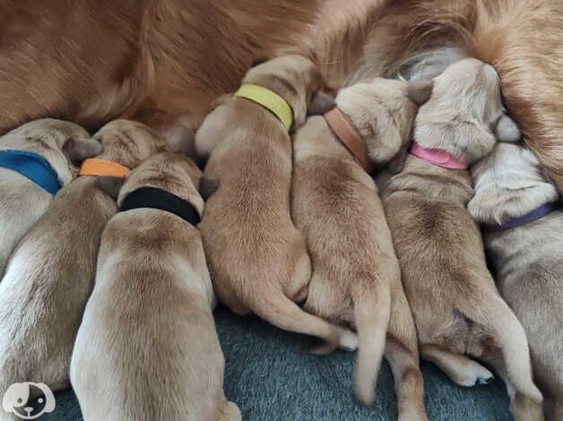 Golden Retriever puppies for sale in Worksop, Nottinghamshire – 2 years old - Image 2 of 5