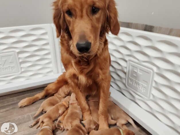 Golden Retriever puppies for sale in Worksop, Nottinghamshire – 2 years old - Image 3 of 5