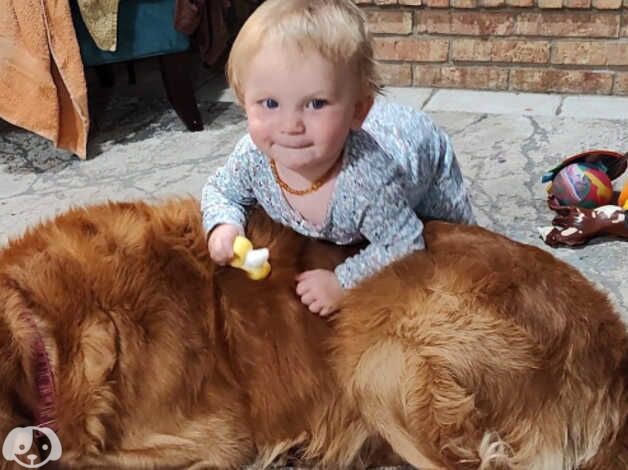 Unveiling An Exquisite Litter Of Fox Red Golden Retriever Puppies