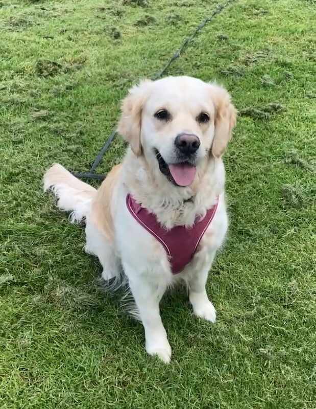 Waiting list open for special litter due August 23rd for sale in Cheshire | Image 2