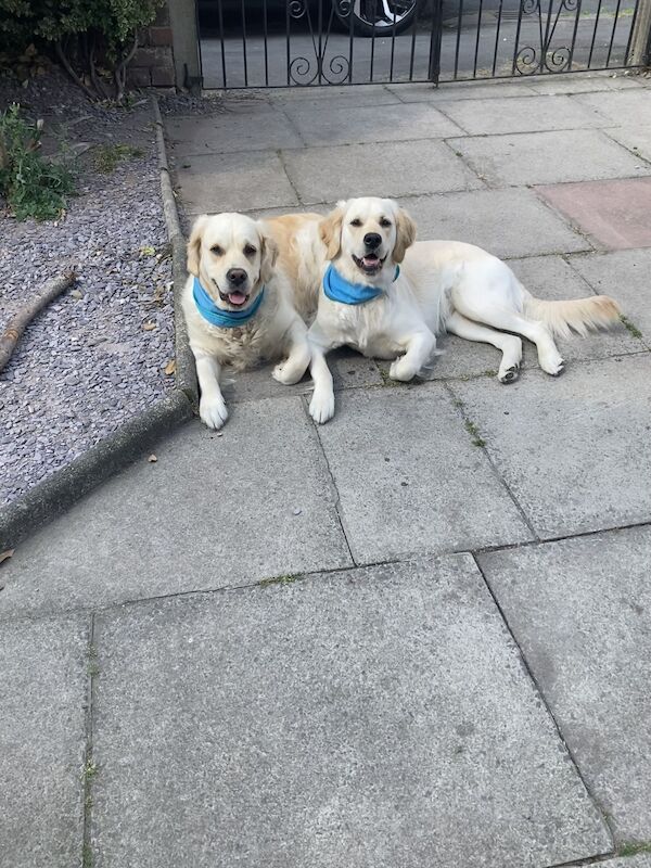 Waiting list open for special litter due August 23rd for sale in Cheshire | Image 4