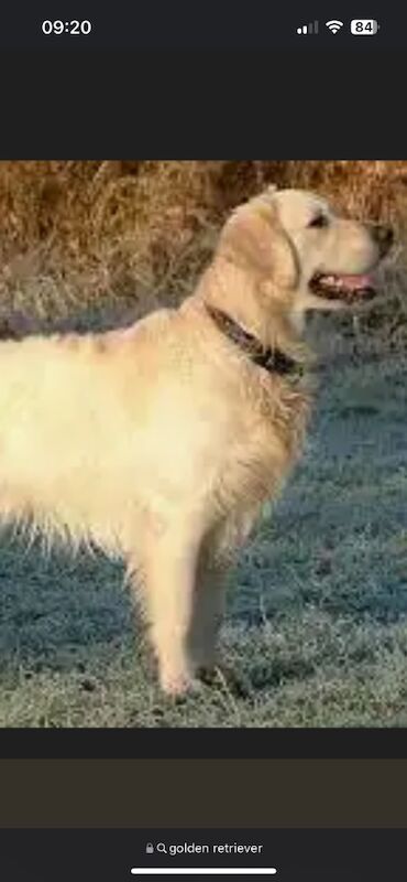 Golden Retriever puppies for sale in Wrexham / Wrecsam, Clwyd – KC registered, 1 year old - Image 3 of 3