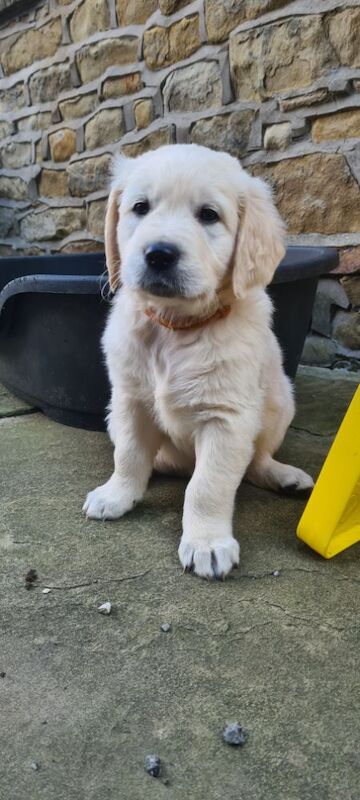 Golden Retriever puppies for sale in Whaley Bridge, Derbyshire – KC registered, 6 weeks old - Image 5 of 6