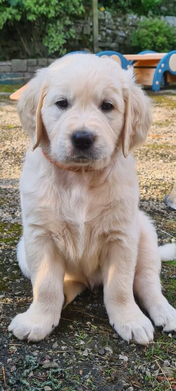 Golden Retriever puppies for sale in Whaley Bridge, Derbyshire – KC registered, 6 weeks old - Image 6 of 6