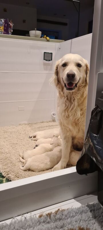 Golden Retriever puppies for sale in Whaley Bridge, Derbyshire – KC registered, 3 weeks old