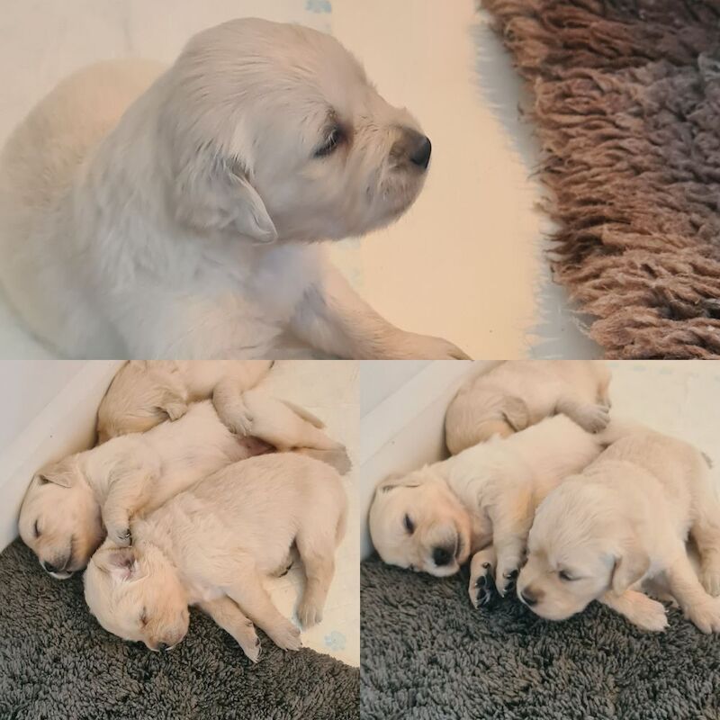 Golden Retriever puppies for sale in Whaley Bridge, Derbyshire – KC registered, 3 weeks old - Image 2 of 3