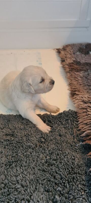 Golden Retriever puppies for sale in Whaley Bridge, Derbyshire – KC registered, 3 weeks old - Image 3 of 3
