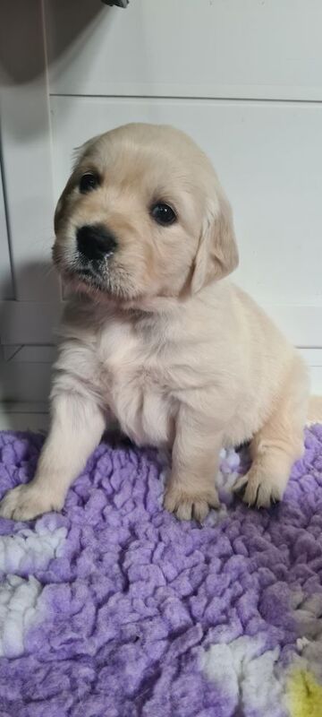 Golden Retriever puppies for sale in Whaley Bridge, Derbyshire – KC registered, 4 weeks old