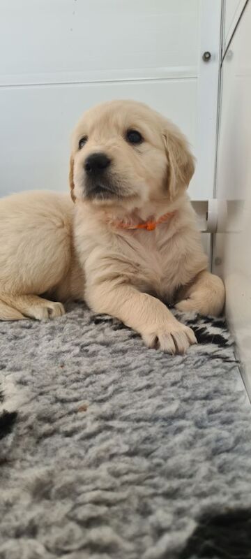 Golden Retriever puppies for sale in Whaley Bridge, Derbyshire – KC registered, 6 weeks old