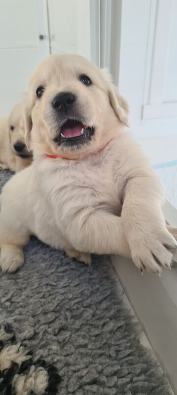 Golden Retriever puppies for sale in Whaley Bridge, Derbyshire – KC registered, 6 weeks old - Image 2 of 6