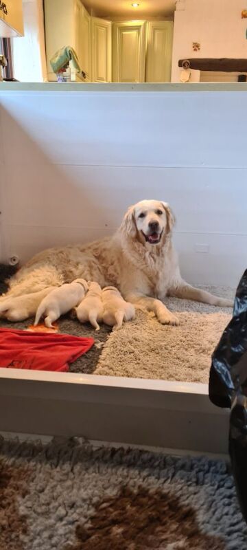 Golden Retriever puppies for sale in Whaley Bridge, Derbyshire – KC registered, 6 weeks old - Image 3 of 6