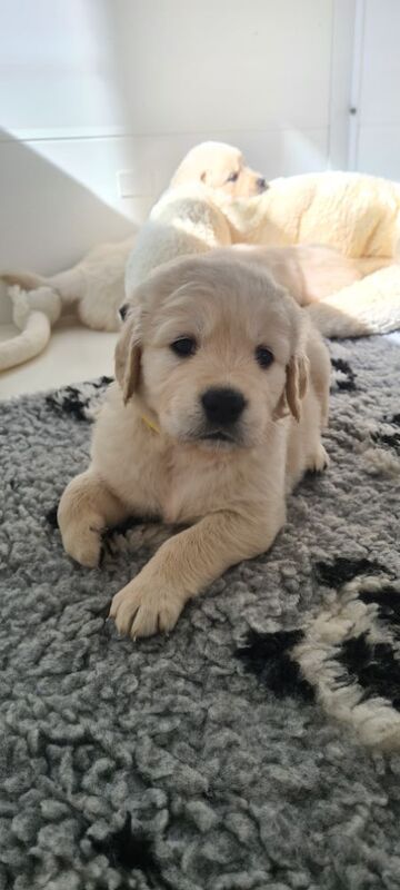 Golden Retriever puppies for sale in Whaley Bridge, Derbyshire – KC registered, 6 weeks old - Image 4 of 6
