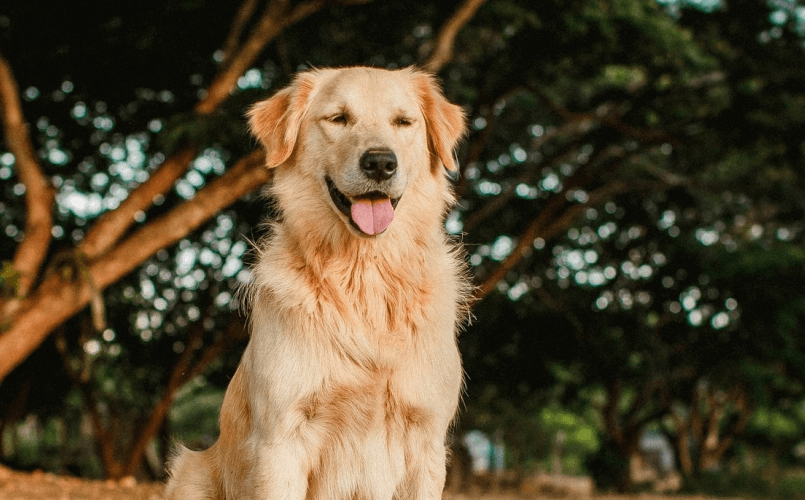 Golden Retriever Puppies For Sale In Northern Ireland | Golden