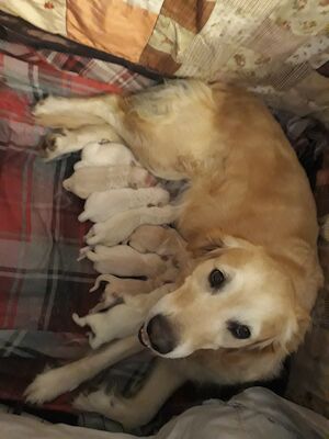 Tracy morris - Licensed Golden Retriever breeder