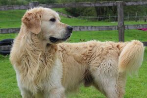 B K Working Dogs - Licensed Golden Retriever breeder
