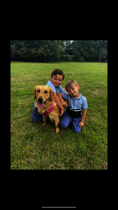 Charlie - Golden Retriever breeder