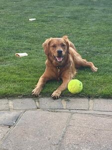 Fox Red Retrievers