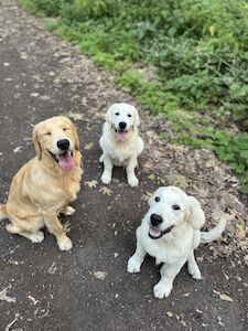 Amanda Bentley - Golden Retriever breeder