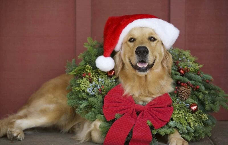 A.Hunt - Golden Retriever Breeder - Image 1