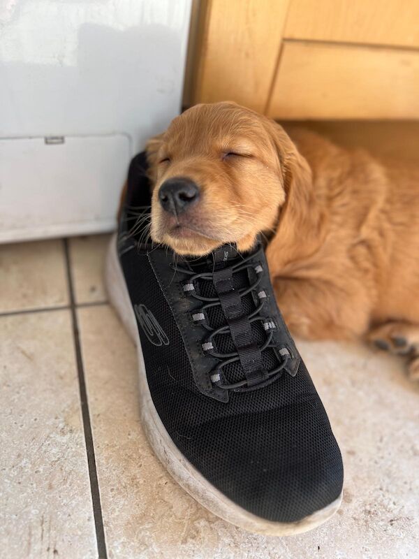 A.Hunt - Golden Retriever Breeder - Image 2