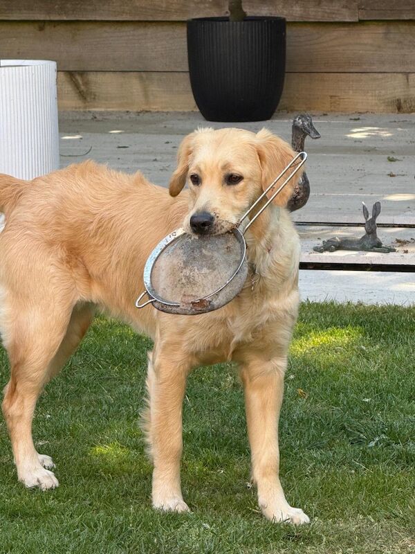 A.Hunt - Golden Retriever Breeder - Image 3