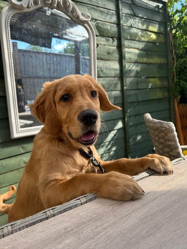 A.Hunt - Golden Retriever Breeder - Image 4