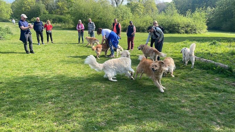A.Hunt - Golden Retriever Breeder - Image 5