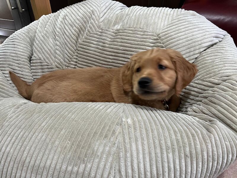 A.Hunt - Golden Retriever Breeder - Image 6