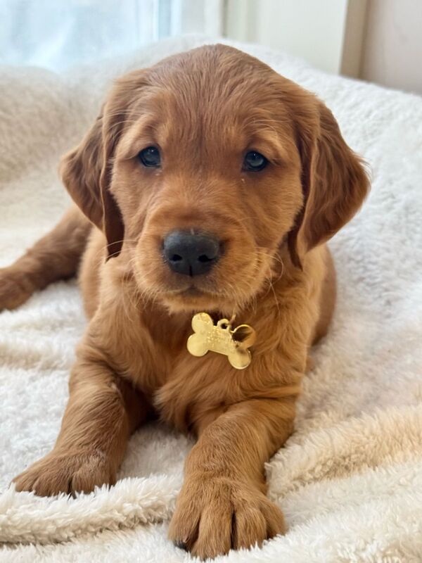 A.Hunt - Golden Retriever Breeder on Golden Retriever Owners - Image 7